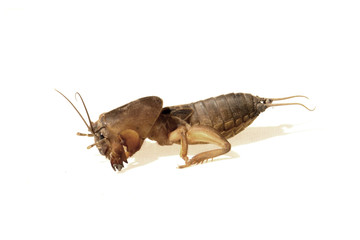 gryllotalpa
