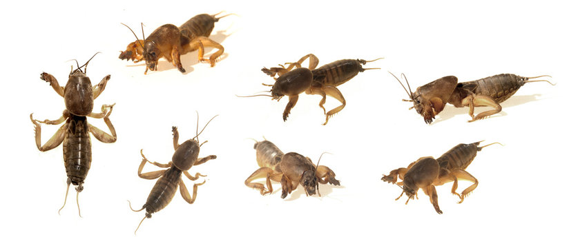 gryllotalpa