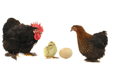 cock and  hen