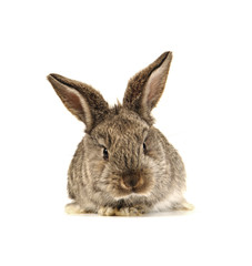 grey  rabbit
