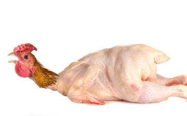 raw full length chicken lying