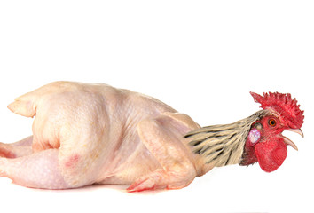 raw full length chicken lying