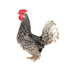 cock