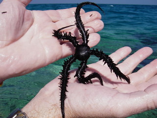 Red Sea 25 © pracedoma81