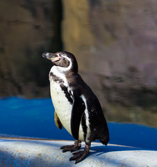 Fototapeta premium penguin