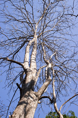 Fototapeta na wymiar alone tree in summer