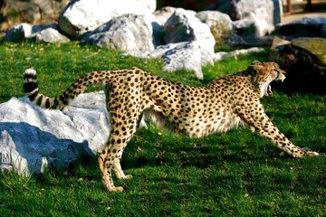 Leopardo