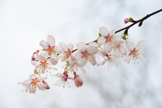 The plum blossoms in Japan