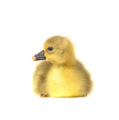 Fototapeta premium duck