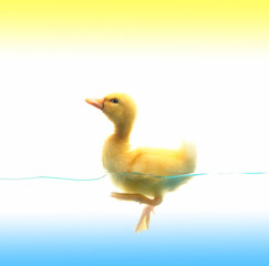 duck