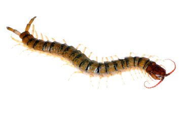 poison centipede
