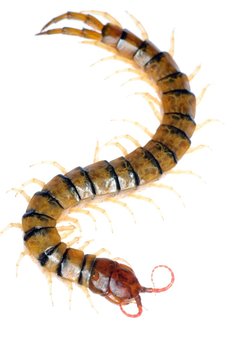 poison centipede