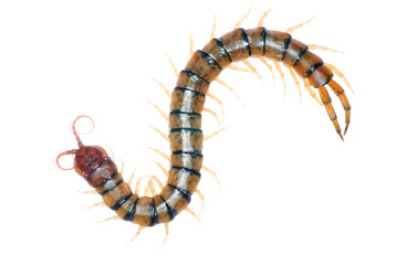 poison centipede