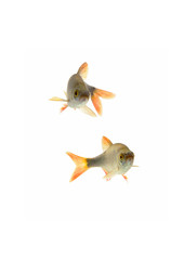 fish roach,