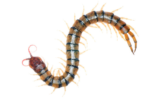 poison centipede