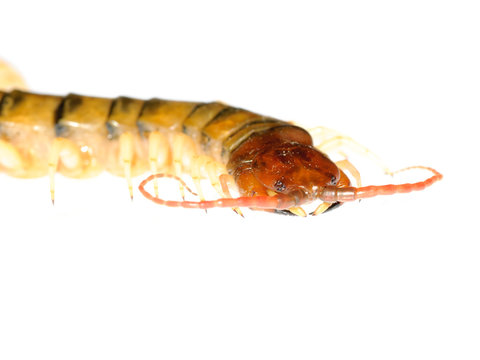 poison centipede