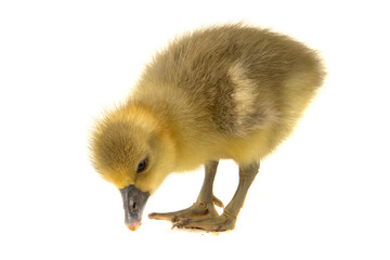 goose