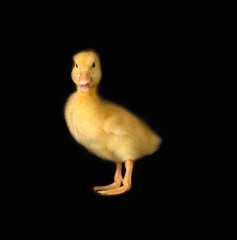 duck on a black background