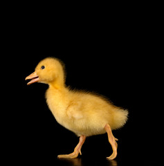 duck on a black background