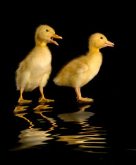 two duck