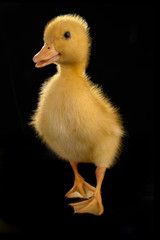 duck on a black background