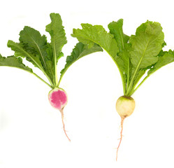 white radish