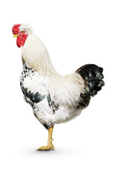 One white rooster