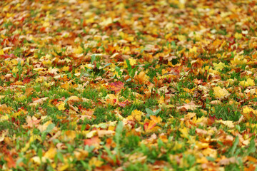 autumn leaves close up