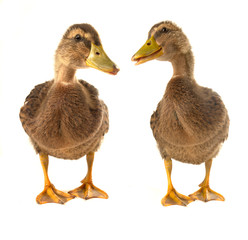 two duck
