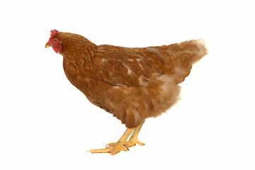 brown  hen
