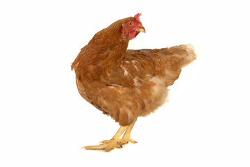 brown  hen