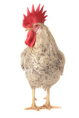 white cock © fotomaster