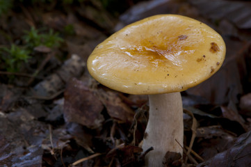 russule ocre et blanche (Russula ochroleuca)