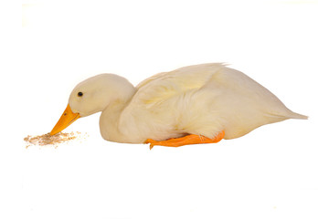 duck