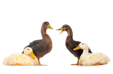 two duck