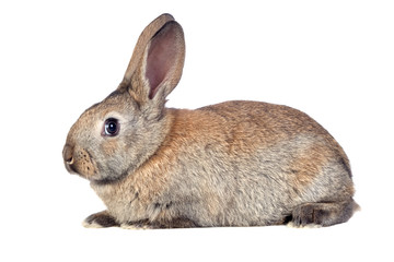 Obraz premium Nice brown bunny