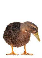 duck