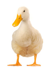 duck
