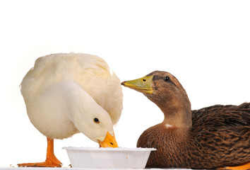 two duck