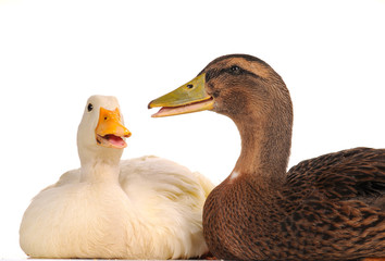 two duck