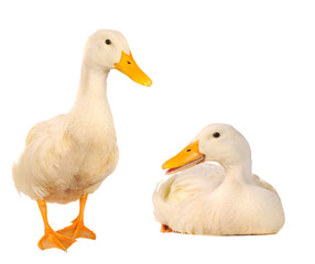 two duck