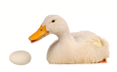 duck