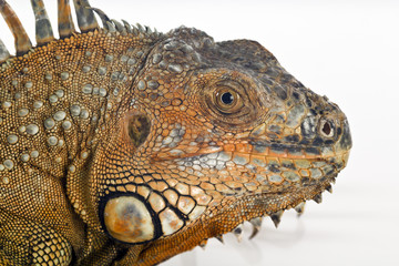 Iguana portrait