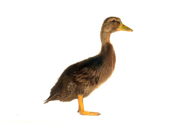 duck