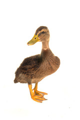 duck