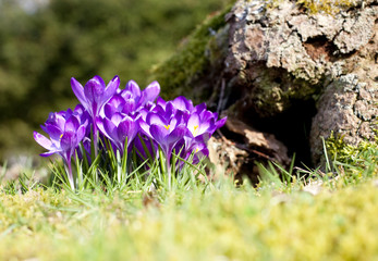 les crocus dans le verger