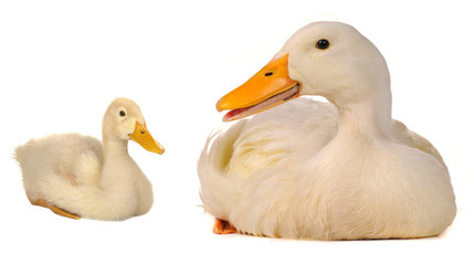 duck