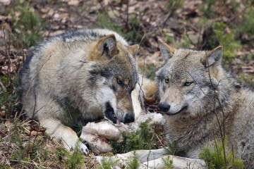 Fototapeta premium lupi che mangiano nella foresta della Baviera