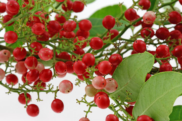 baies roses, schinus terebinthifolus