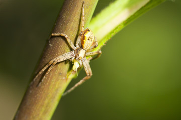 Pająk (Thimisidae) na trawie
